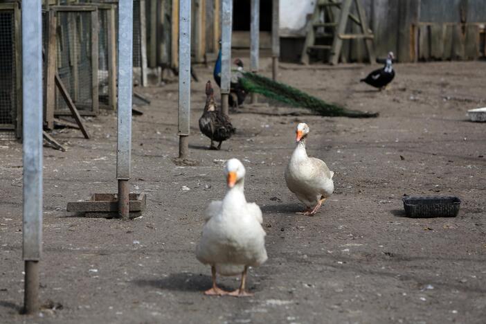 Zoologijos sode - nauji gyventojai