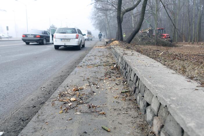 Poilsio parke kertami medžiai