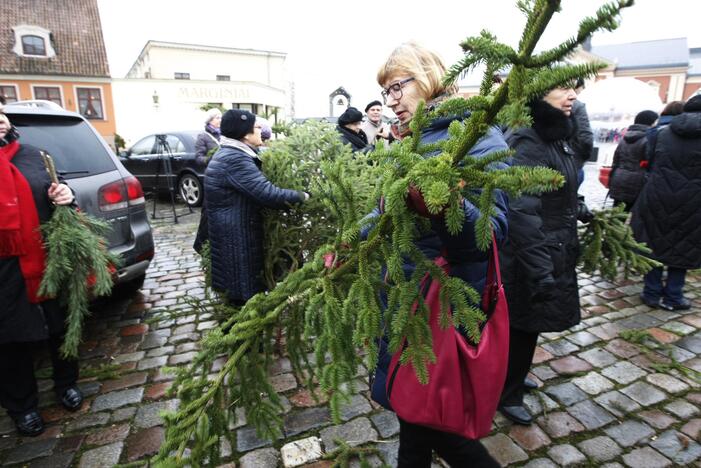 Eglės šakų dalinimas Klaipėdoje