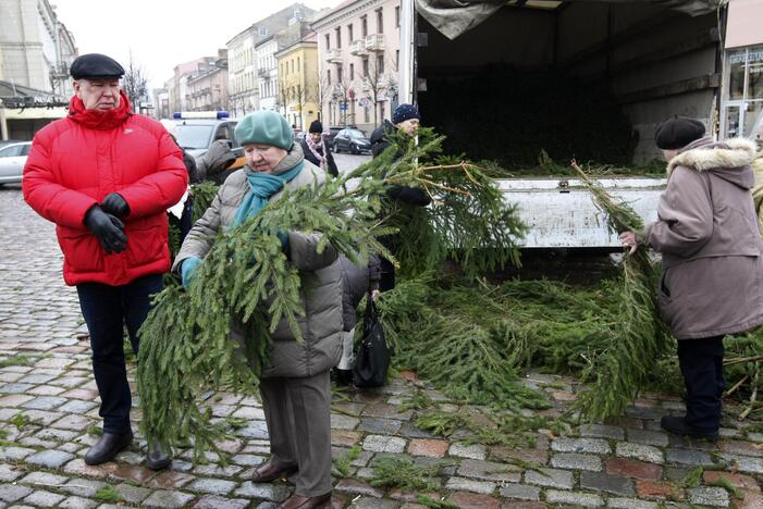 Eglės šakų dalinimas Klaipėdoje