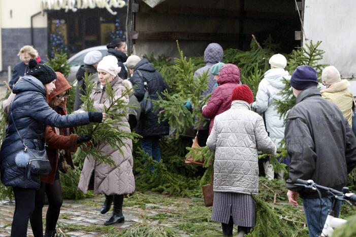 Eglės šakų dalinimas Klaipėdoje