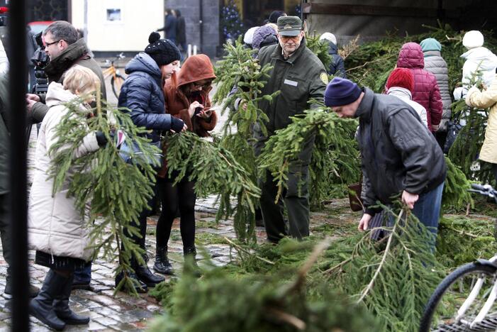 Eglės šakų dalinimas Klaipėdoje