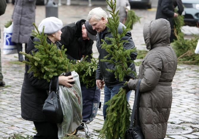 Eglės šakų dalinimas Klaipėdoje