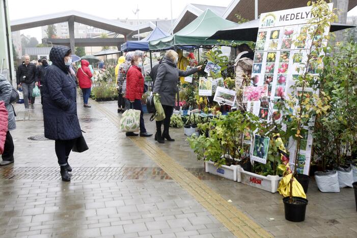 Uostamiestyje turgūs vilioja muge „Rudenojai“