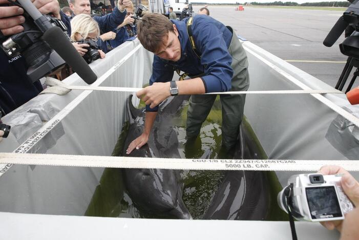 Į Klaipėdą grįžo pirmieji delfinai