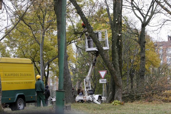 Medžių genėjimas Kretingos gatvėje