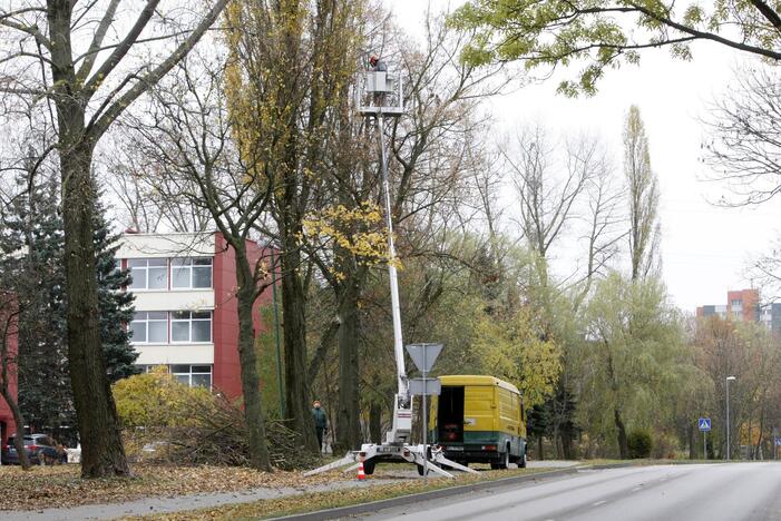 Medžių genėjimas Kretingos gatvėje