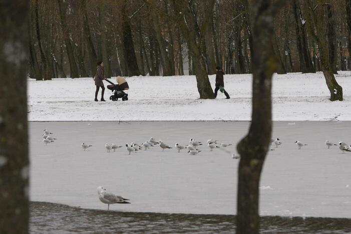 Ieškoti sliekų - į parką