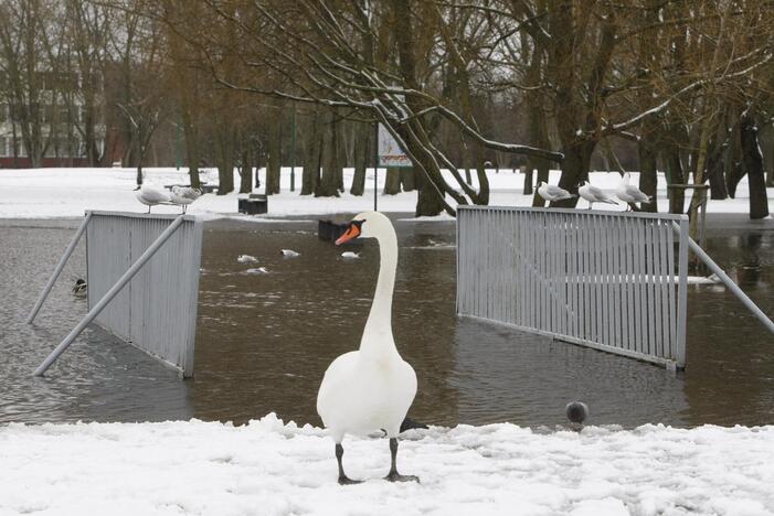 Ieškoti sliekų - į parką