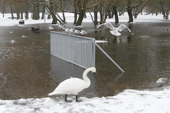 Ieškoti sliekų - į parką