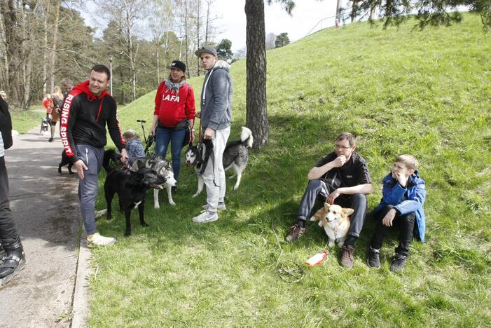 Šuniukų bėgimas Klaipėdoje