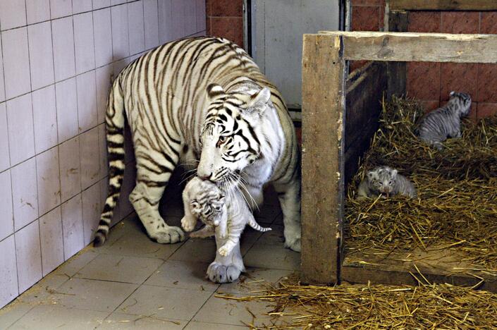 Klaipėdos zoologijos sode gimė baltosios tigriukės