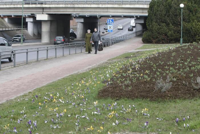 Uostamiesčiui – gėlių žiedai