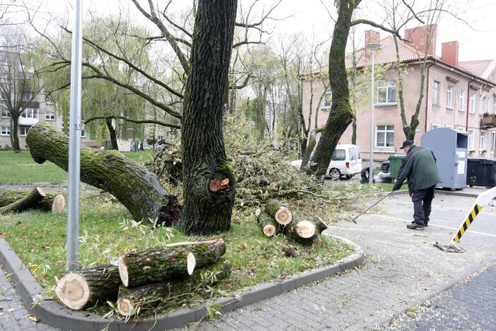 Per plauką nuo nelaimės: virsdamas medis vos nesužalojo klaipėdiečių