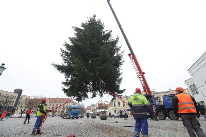 Klaipėda žiemos šventes pasitiks su gyva eglute