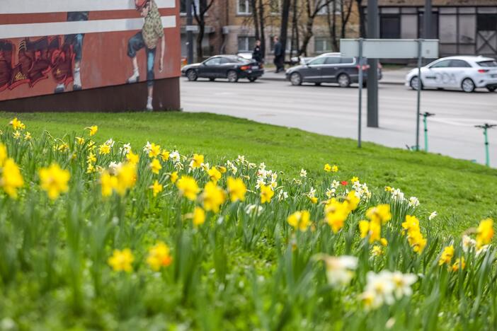 Kauniečiai džiaugiasi atėjusiu pavasariu