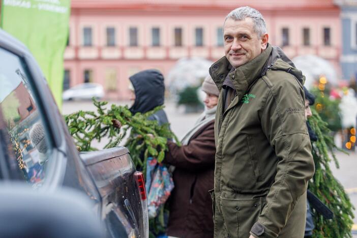 Kaune dalinamos nemokamos eglių šakos