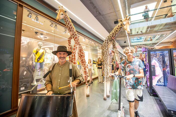 Festivalio „ConTempo“ žirafos aplankė Kauno „Akropolį“