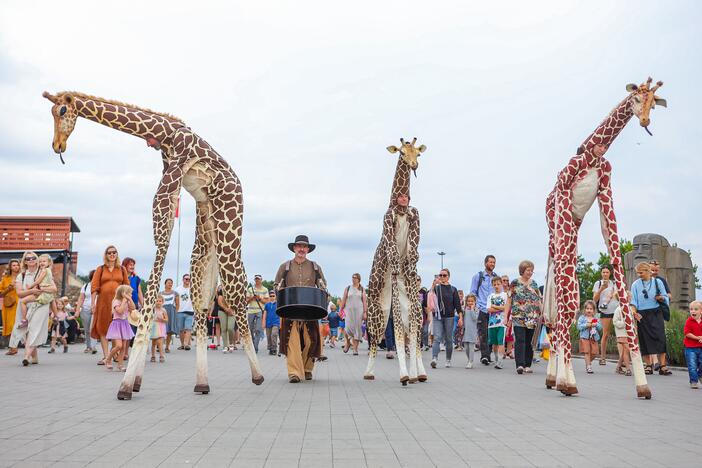 Kauniečius džiugina festivalio „ConTempo“ žirafos