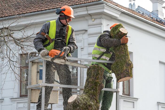 Laisvės alėjoje kertamos liepos