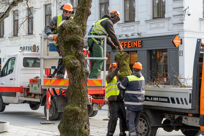 Laisvės alėjoje kertamos liepos