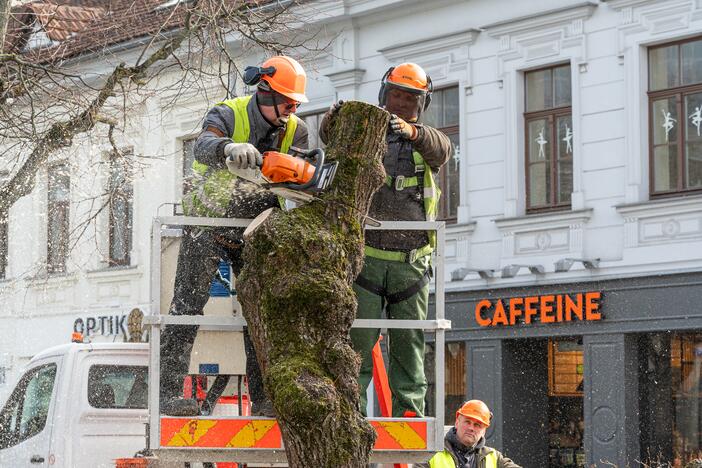 Laisvės alėjoje kertamos liepos