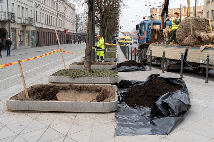 Laisvės alėjoje sodinamos liepos