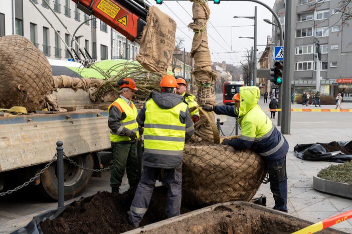 Laisvės alėjoje sodinamos liepos