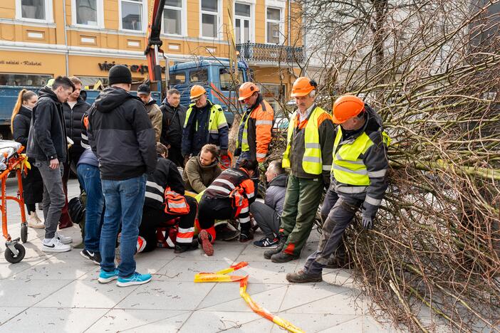 Laisvės alėjoje ant darbininko nuvirto liepa