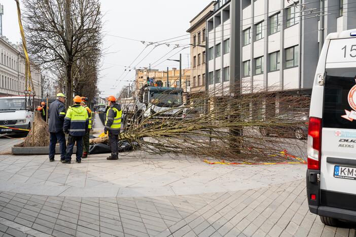 Laisvės alėjoje ant darbininko nuvirto liepa