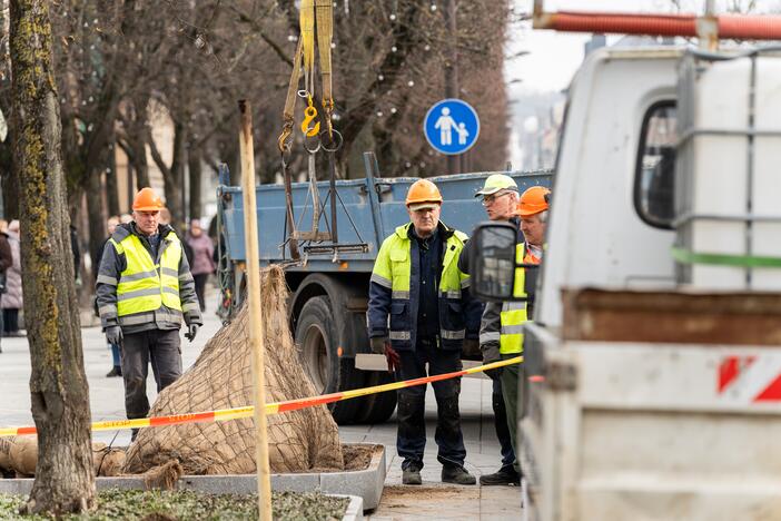 Laisvės alėjoje ant darbininko nuvirto liepa