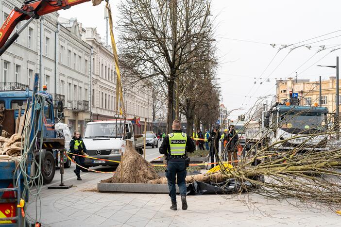 Laisvės alėjoje ant darbininko nuvirto liepa