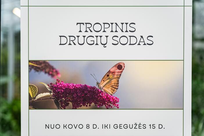 Tropiniai drugeliai VDU Botanikos sode