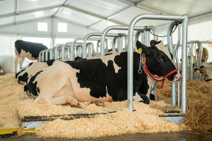 Gyvulininkystės paroda VDU Žemės ūkio akademijoje