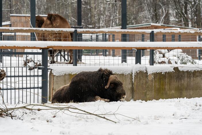 Avijaučiai Lietuvos zoologijos sode