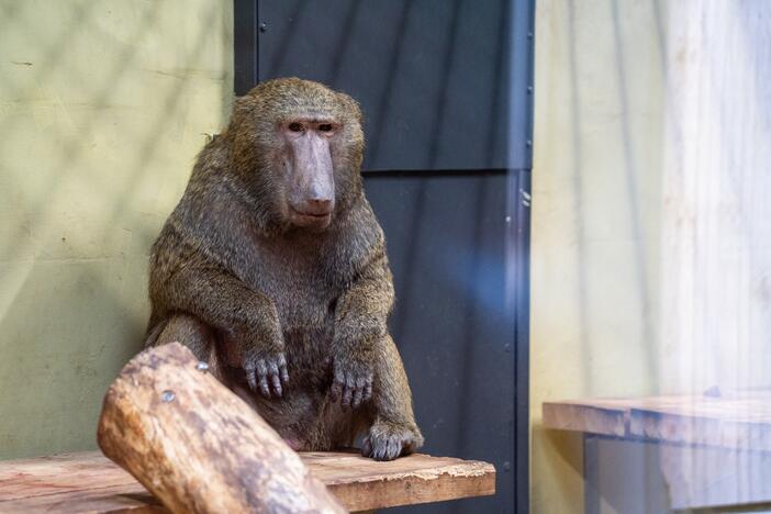 Pirmieji Lietuvos zoologijos sodo lankytojai