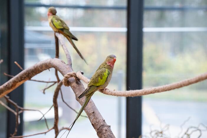 Pirmieji Lietuvos zoologijos sodo lankytojai