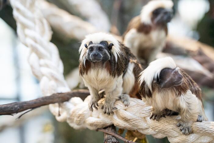 Pirmieji Lietuvos zoologijos sodo lankytojai