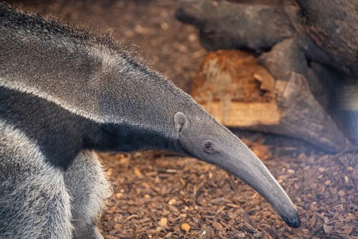 Pirmieji Lietuvos zoologijos sodo lankytojai