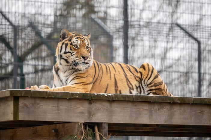 Kalėdos Lietuvos zoologijos sode