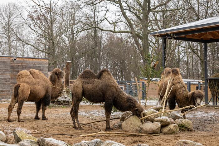 Kalėdos Lietuvos zoologijos sode