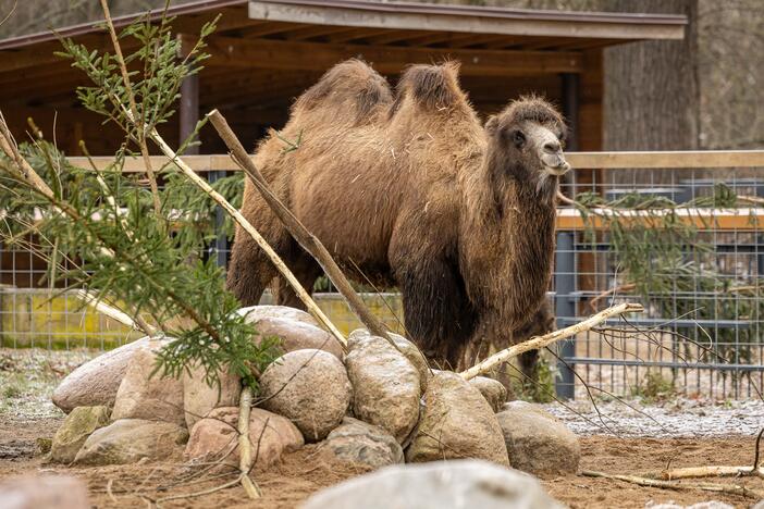 Kalėdos Lietuvos zoologijos sode