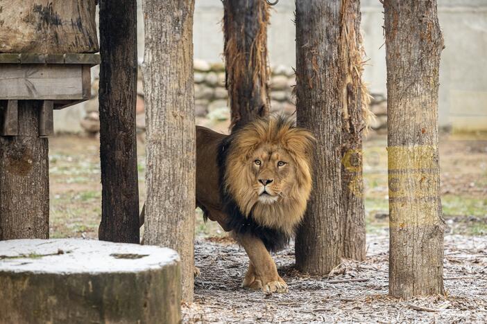 Kalėdos Lietuvos zoologijos sode