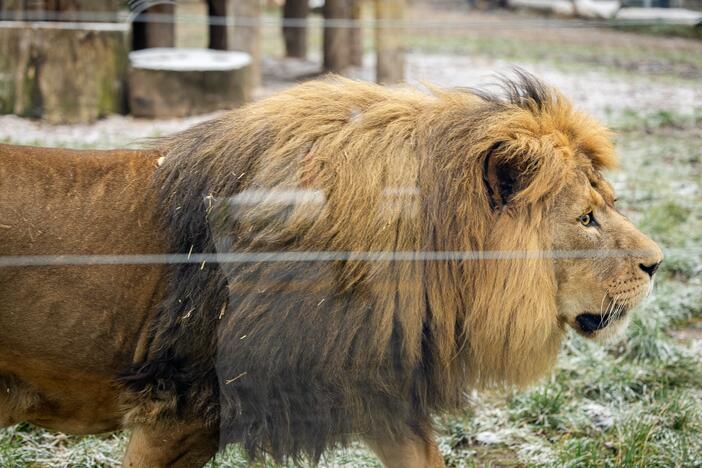 Kalėdos Lietuvos zoologijos sode