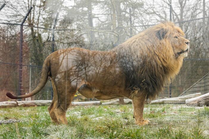 Kalėdos Lietuvos zoologijos sode