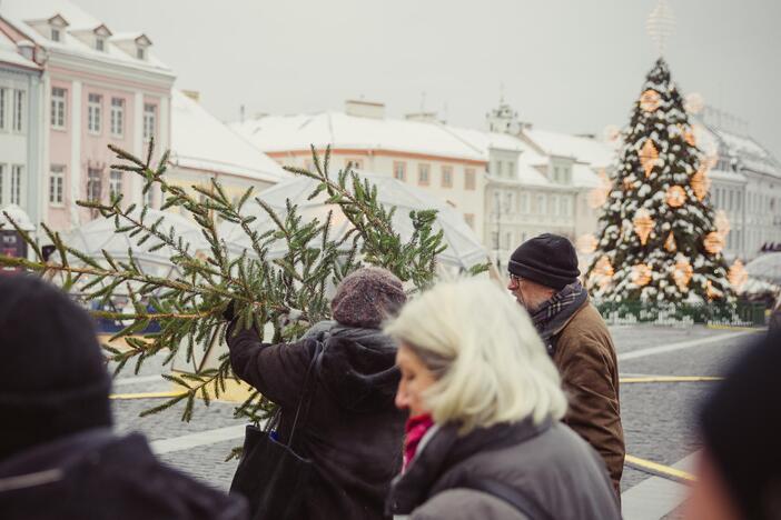 Miškininkai dalino eglių šakas