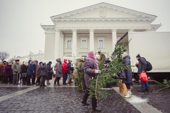 Miškininkai dalino eglių šakas