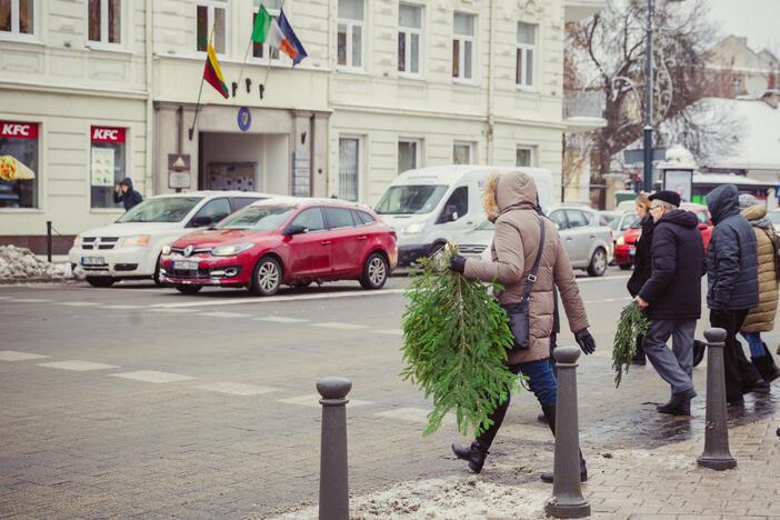 Miškininkai dalino eglių šakas