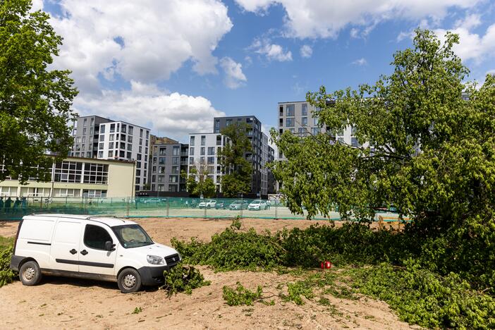 Rinktinės gatvėje pjaustomas nukirstas ąžuolas