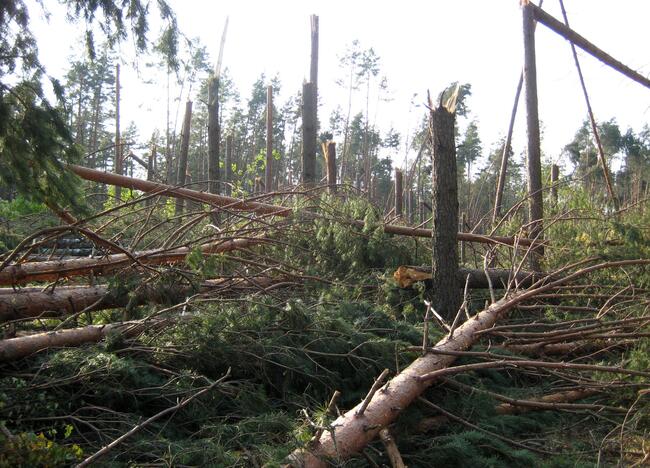 Pernykščio škvalo Alytaus rajone nuostoliams padengti – 72 tūkst. eurų